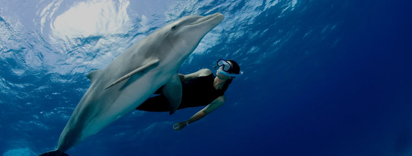 Dance with Dolphin in Bali A lady Snorkeling and dancing with a Dolphin in Bali